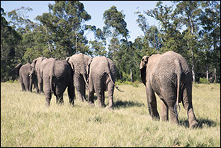 Elephants
